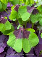 Oxalis Deppei - Dein grüner Glücksbringer - 100% Bio-Pflanze