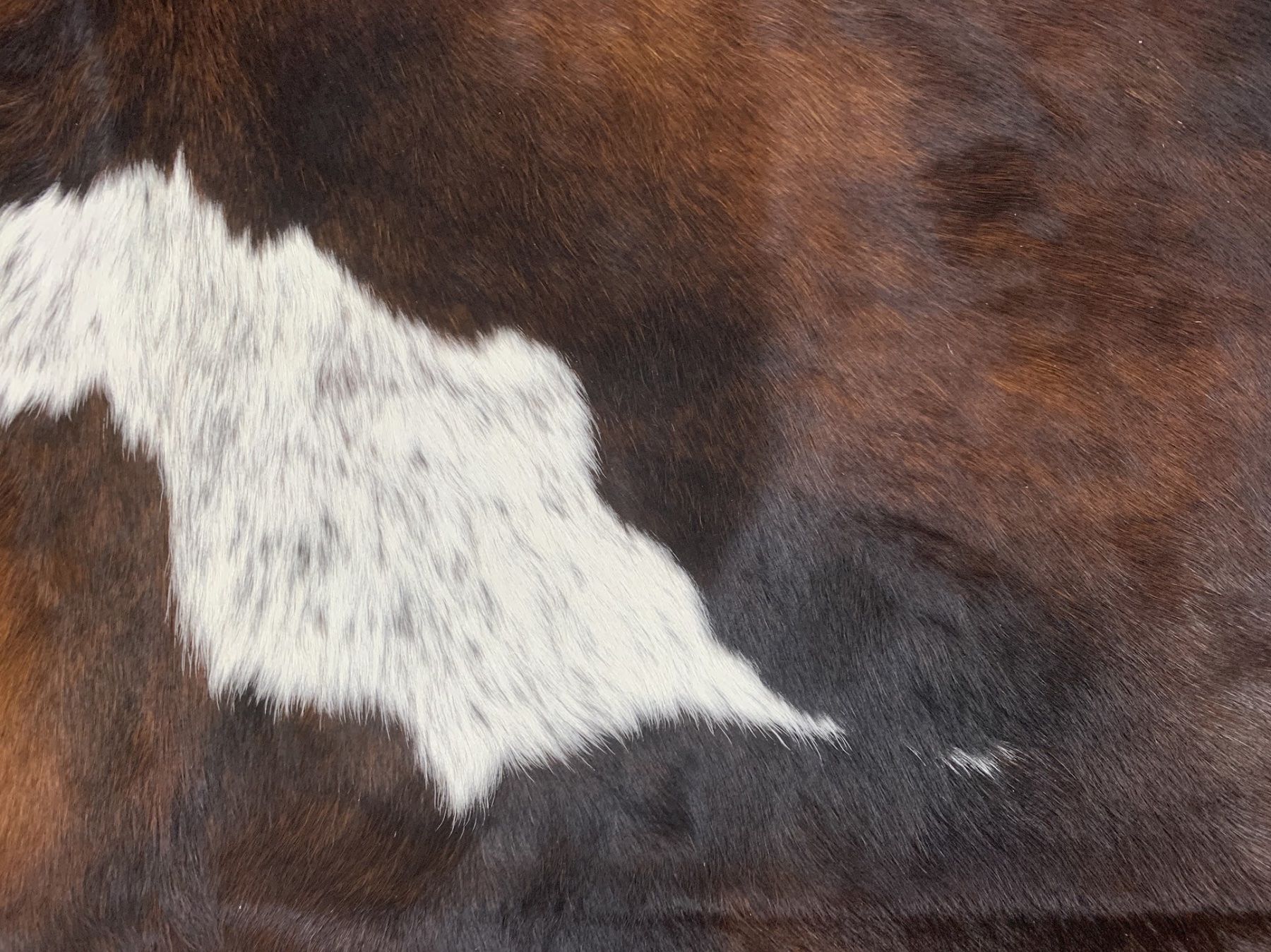 Tappeti: echtes Kuhfell Teppich exotic tricolor – Nuovo e nell'imballaggio originale da Arbedo venduto da patagonialeatherrugs 1