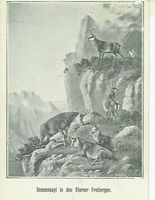 Glarus GL  Freiberge Gemsen Asyl  ca. 1910 sehr gut erhalten