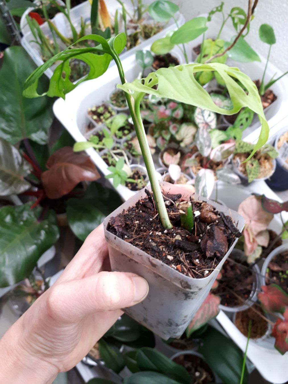 philodendron apple Philodendron 'Congo Apple' – Large-Leaf Self-Heading Apple Green main image 0