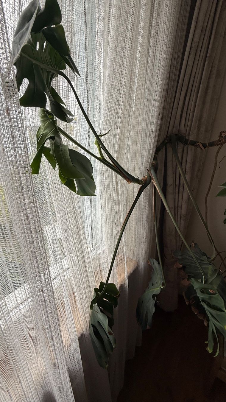 Piante & sementi: Monstera Zimmerpflanze gebraucht – Usato da Wallisellen venduto da lions009 1