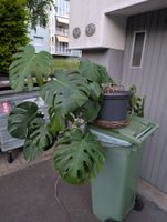 Monstera Deliciosa gross – gesund, mit Topf