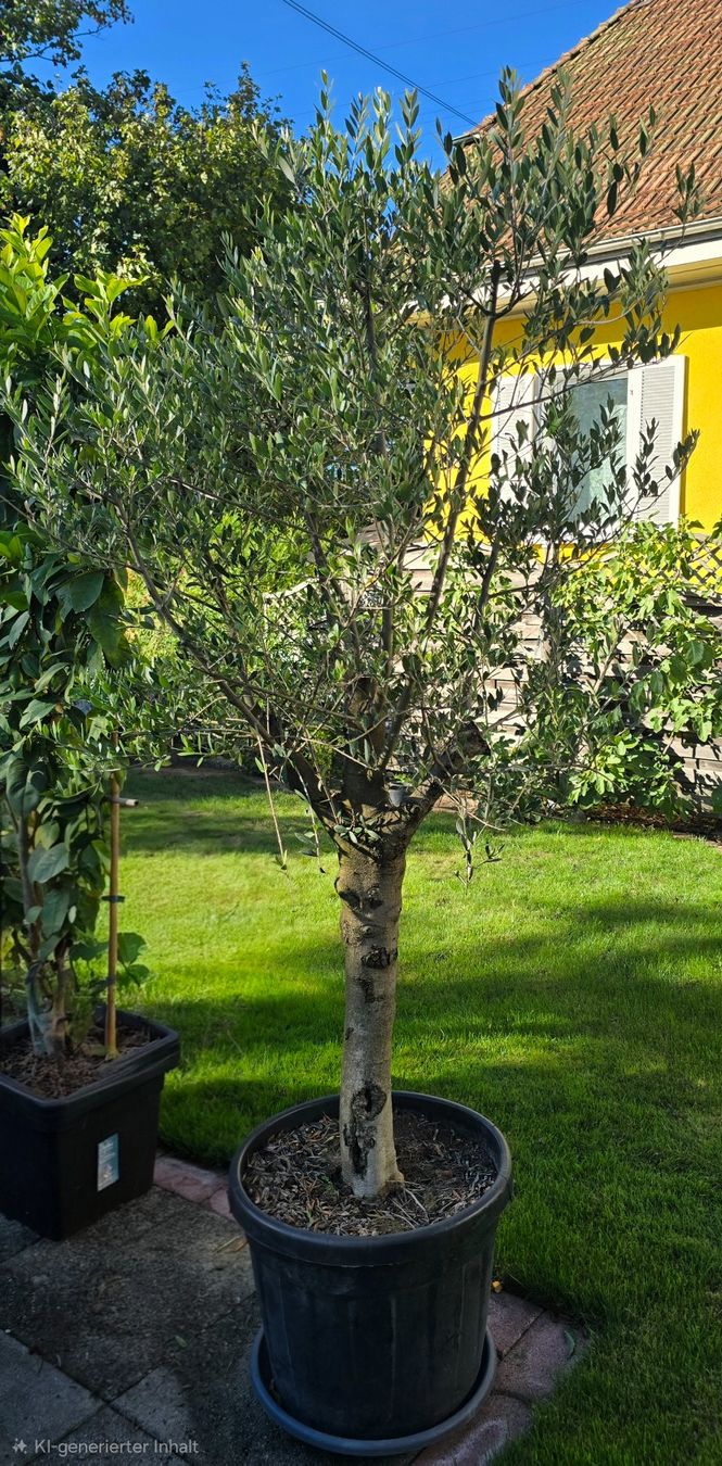 Piante & sementi: Grosser kräftiger Olivenbaum – Usato da Aarburg venduto da popkorn65 3