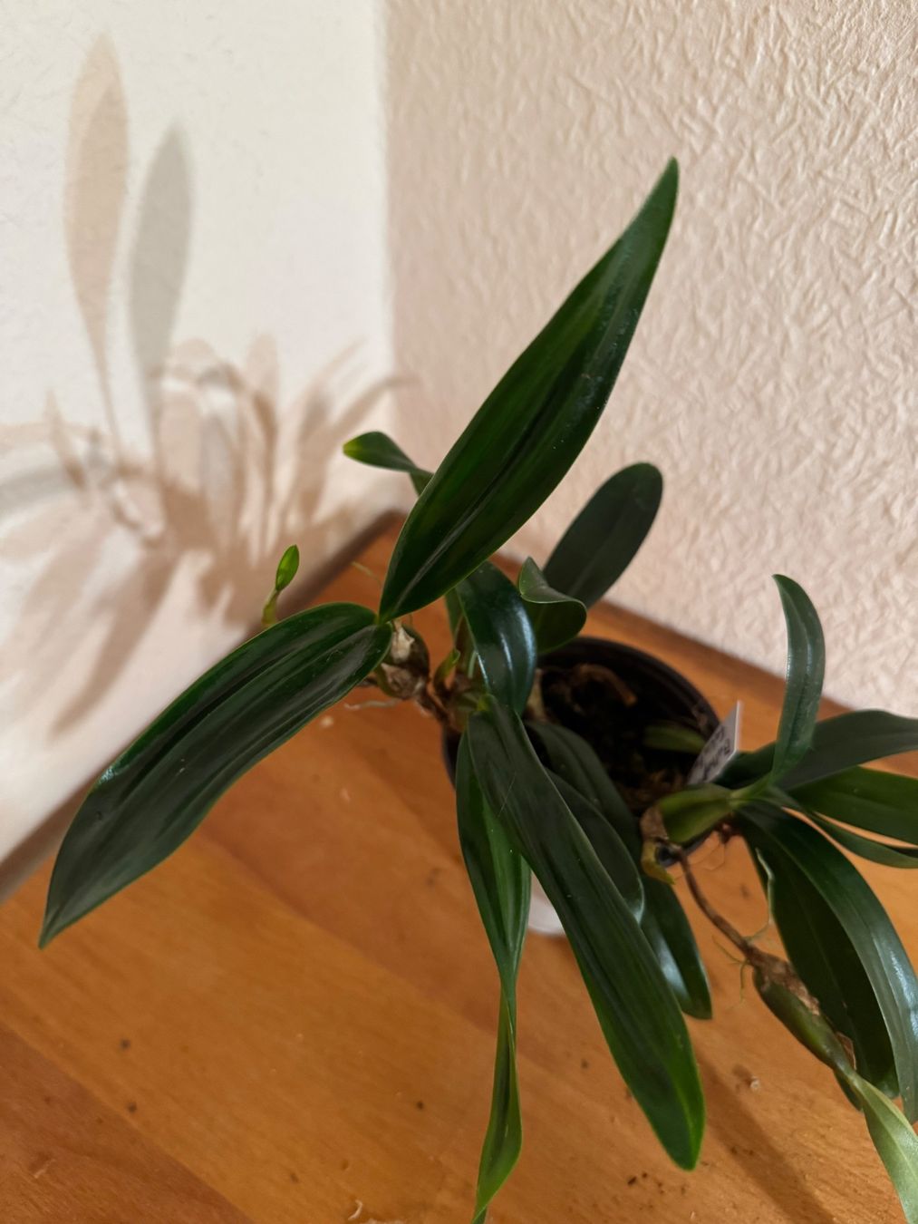 Plantes & graines: Bulbophyllum falcatum – D'occasion à Männedorf par mrclst 1