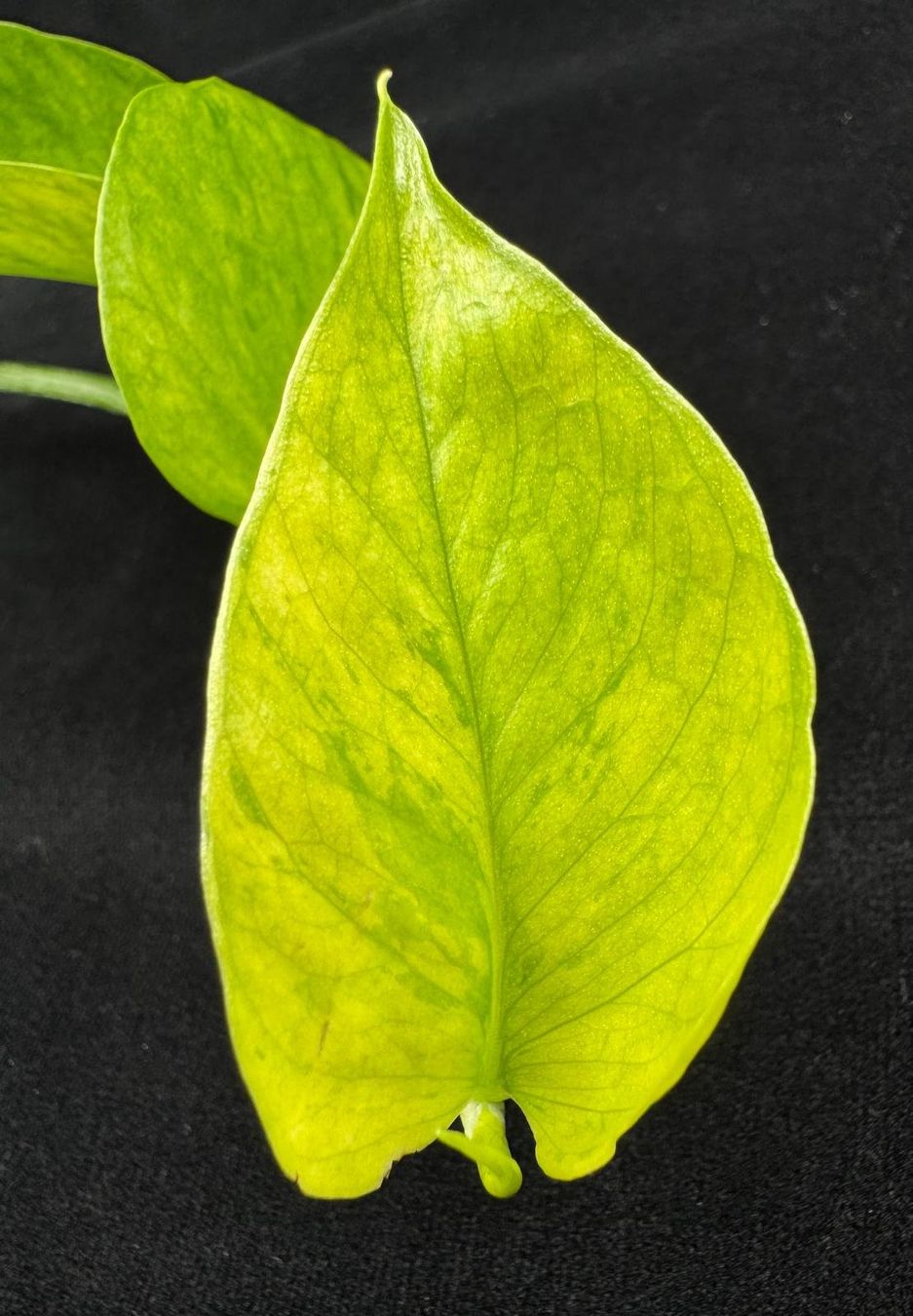Piante & sementi: Epipremnum aureum 'Teruno Himiko' – Nuovo (secondo la descrizione) da Bühler venduto da googelibear 6