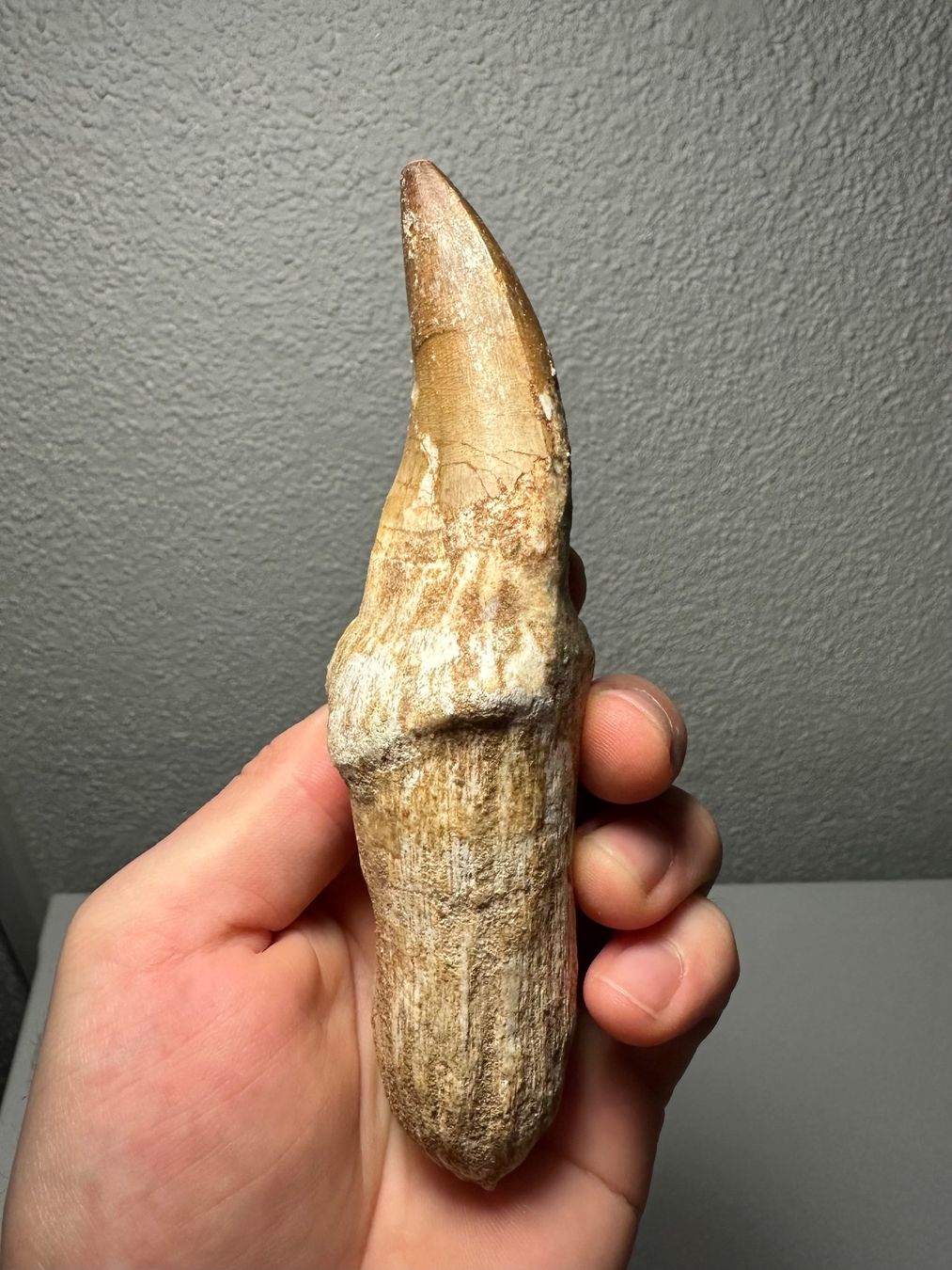 Fossili: Grosser Mosasaurus Zahn inkl. Wurzel – Usato da Lutzenberg venduto da CS65 1