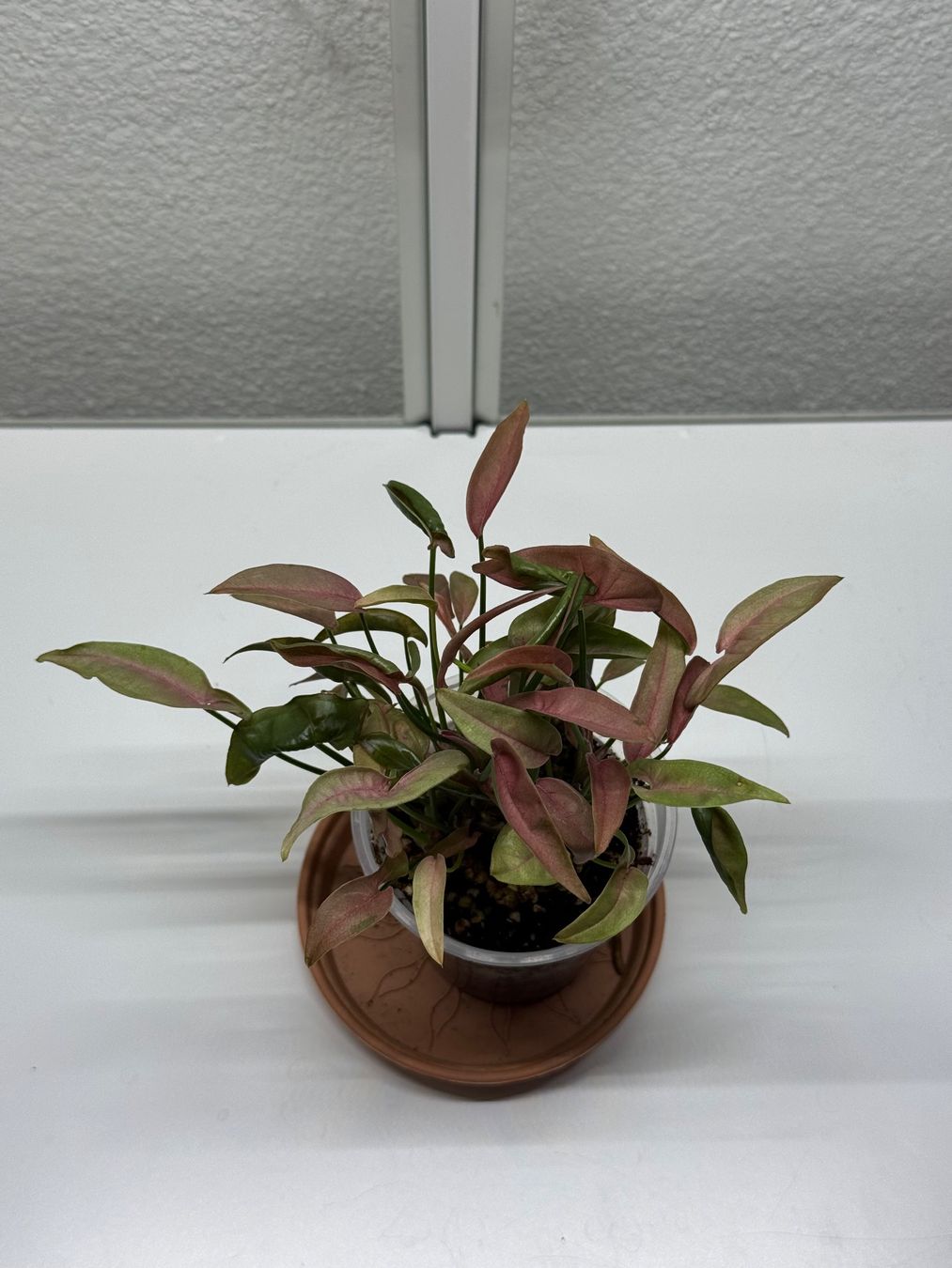 Pflanzen & Samen: Syngonium T1510 – Gebraucht aus Goldau von pflanzly