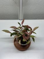 Syngonium T1510