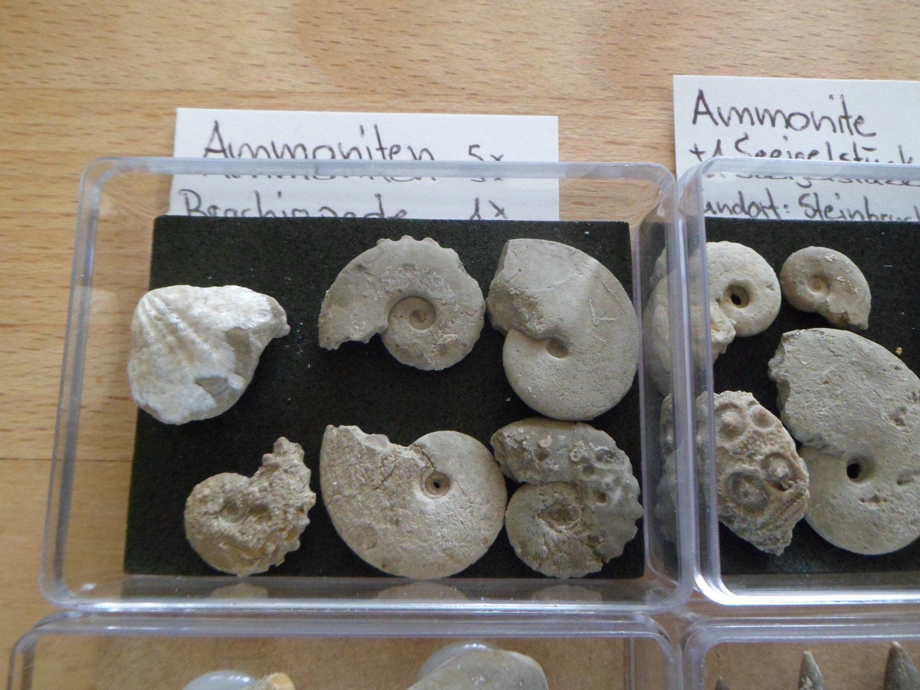 Fossiles: Fossilien Sammlung in 8 Böxli Schweiz – D'occasion à Affoltern am Albis par Fossil60 1