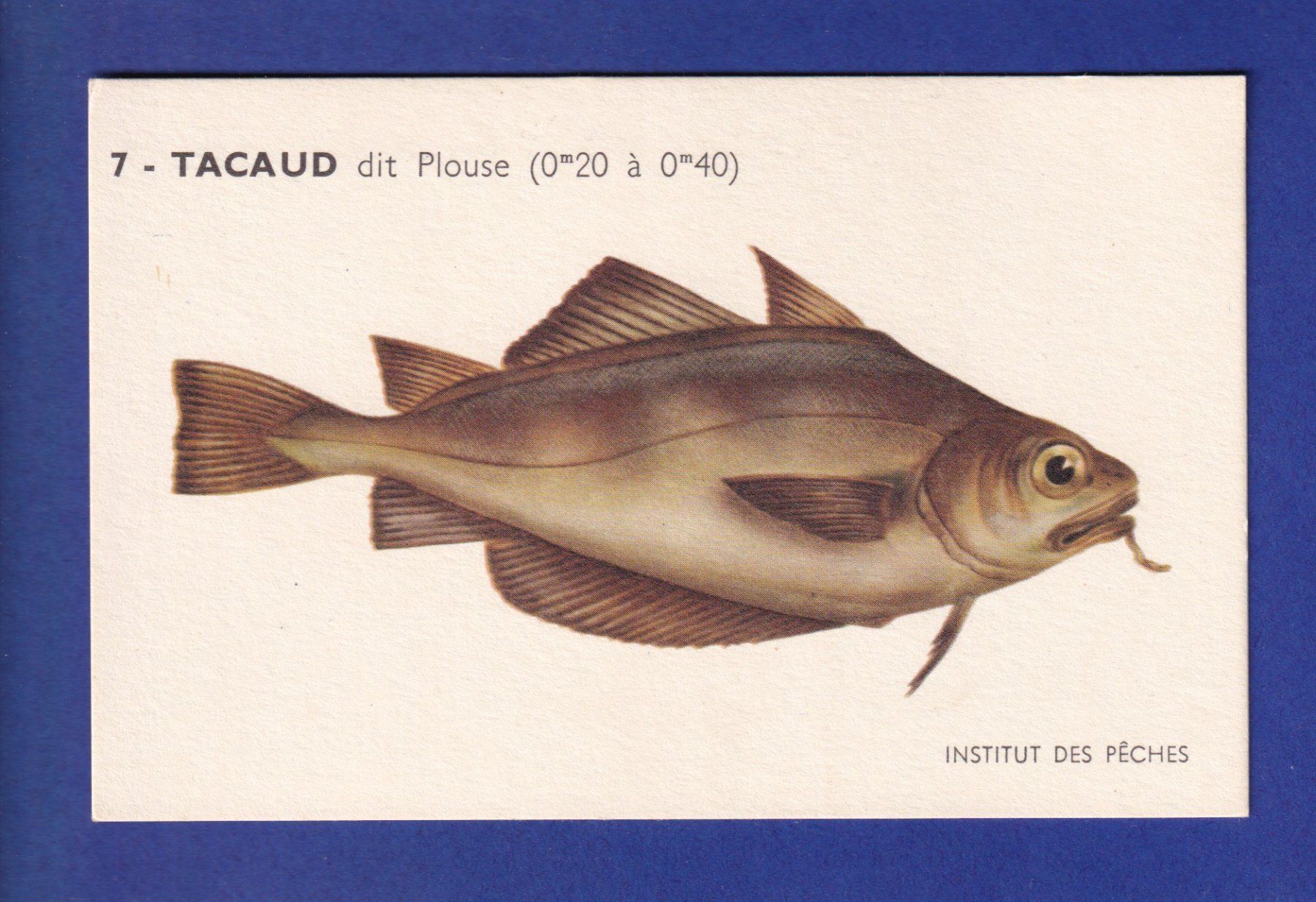 Cartes postales: Poisson - TACAUD dit Plouse – D'occasion à Pully par nicecards-shop