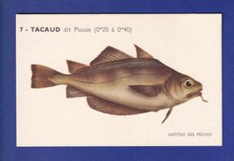Poisson - TACAUD dit Plouse