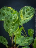 Maranta Leuconeura Kerchoveana Aurea Variegata