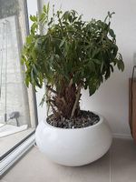 Schefflera 120 cm inkl. Design-Topf 
