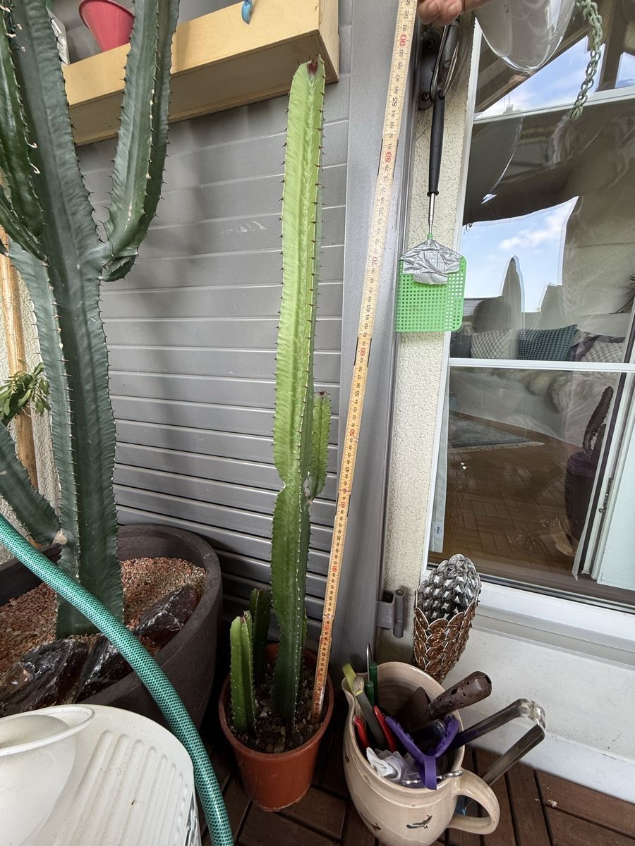 Plantes & graines: Euphorbia – D'occasion à Rorbas par SimS0n 2