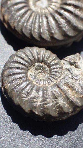 Fossiles: 5 Pyrit Ammoniten Frankreich – D'occasion à Rickenbach BL par Oktober68 3
