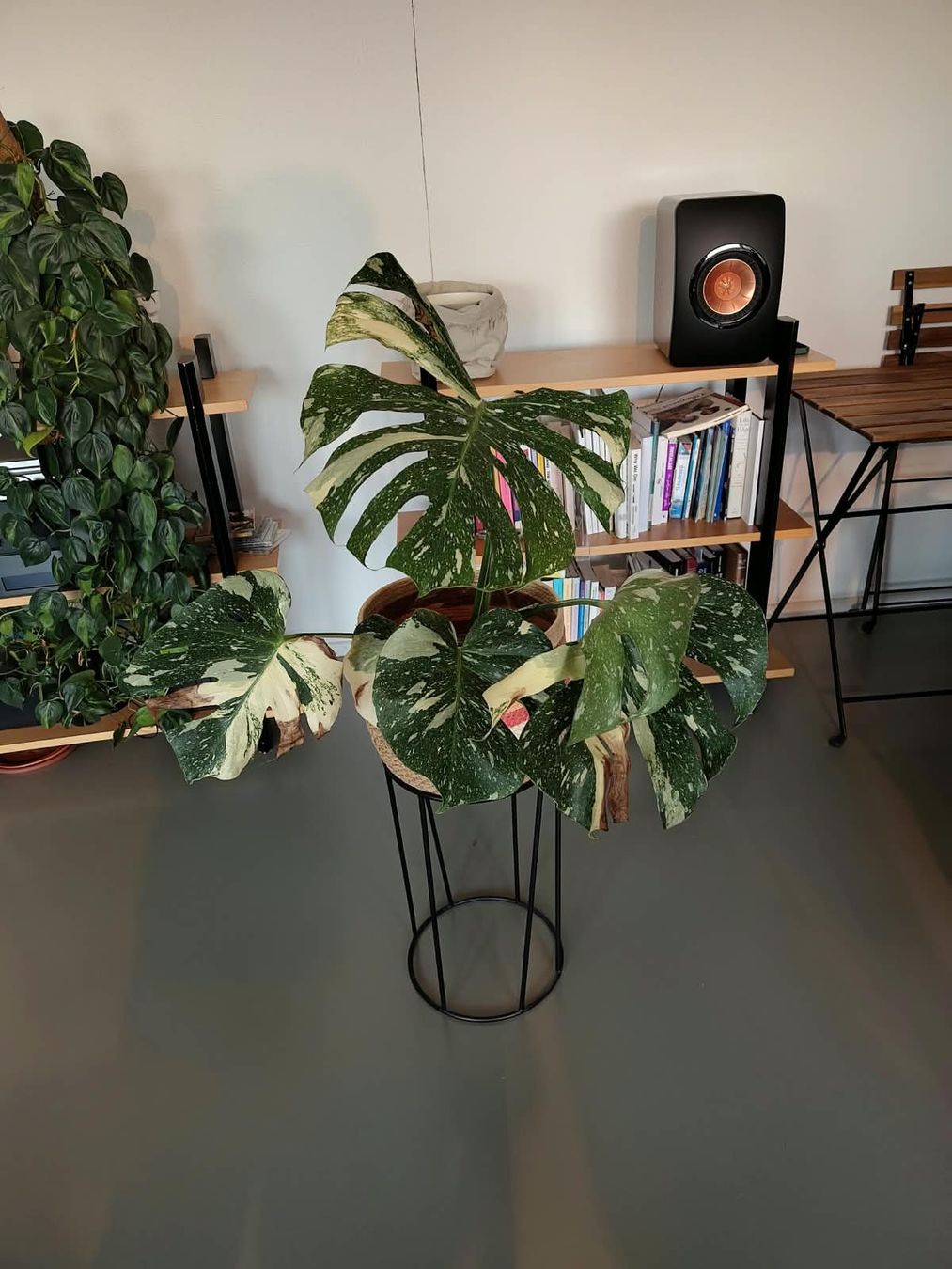 Pflanzen & Samen: Monstera Thai Constellation – Gebraucht aus Zürich von cla_hz6t
