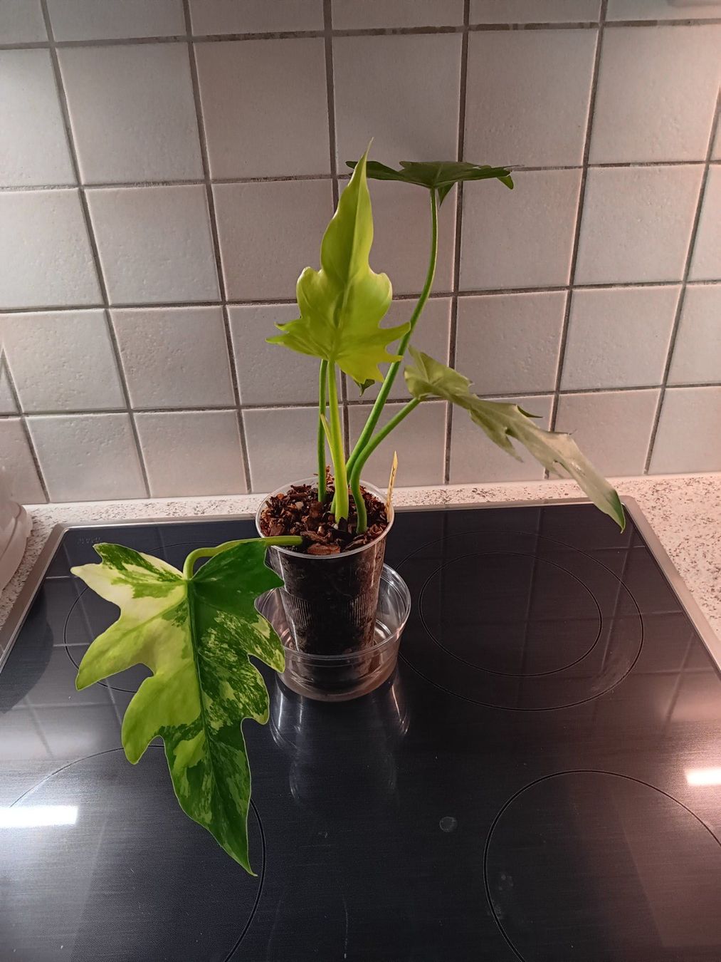 Piante & sementi: Philodendron Radiatum Variegata – Usato da Neerach venduto da Pudelmax 2