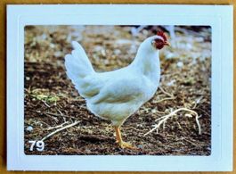 Migros Nature Detectives - Bild Nr. 79