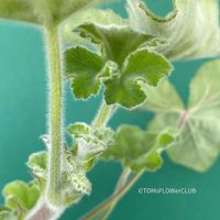 Pelargonium Tomentosum - Minzgeranie mit pelzigen Blättern