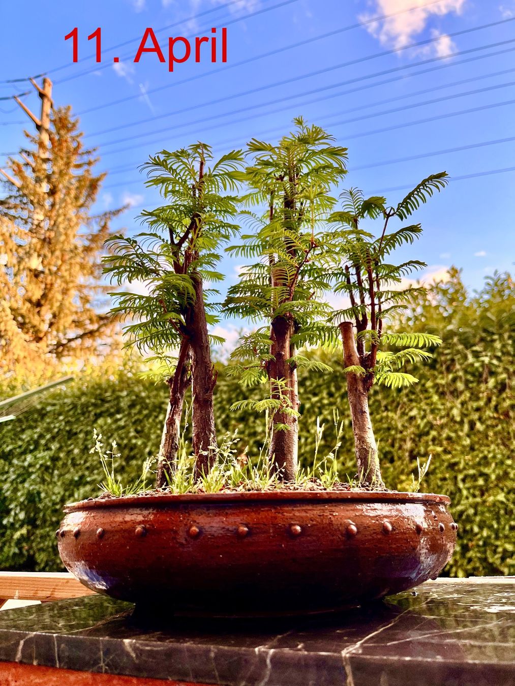 Piante & sementi: Bonsai Wald Gruppe – Nuovo (secondo la descrizione) da Fislisbach venduto da fislisbach5442