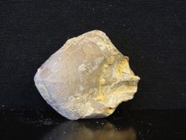 Versteinerter Fisch Fossil MUSCHEL BRACHIOPOD MAROKKO