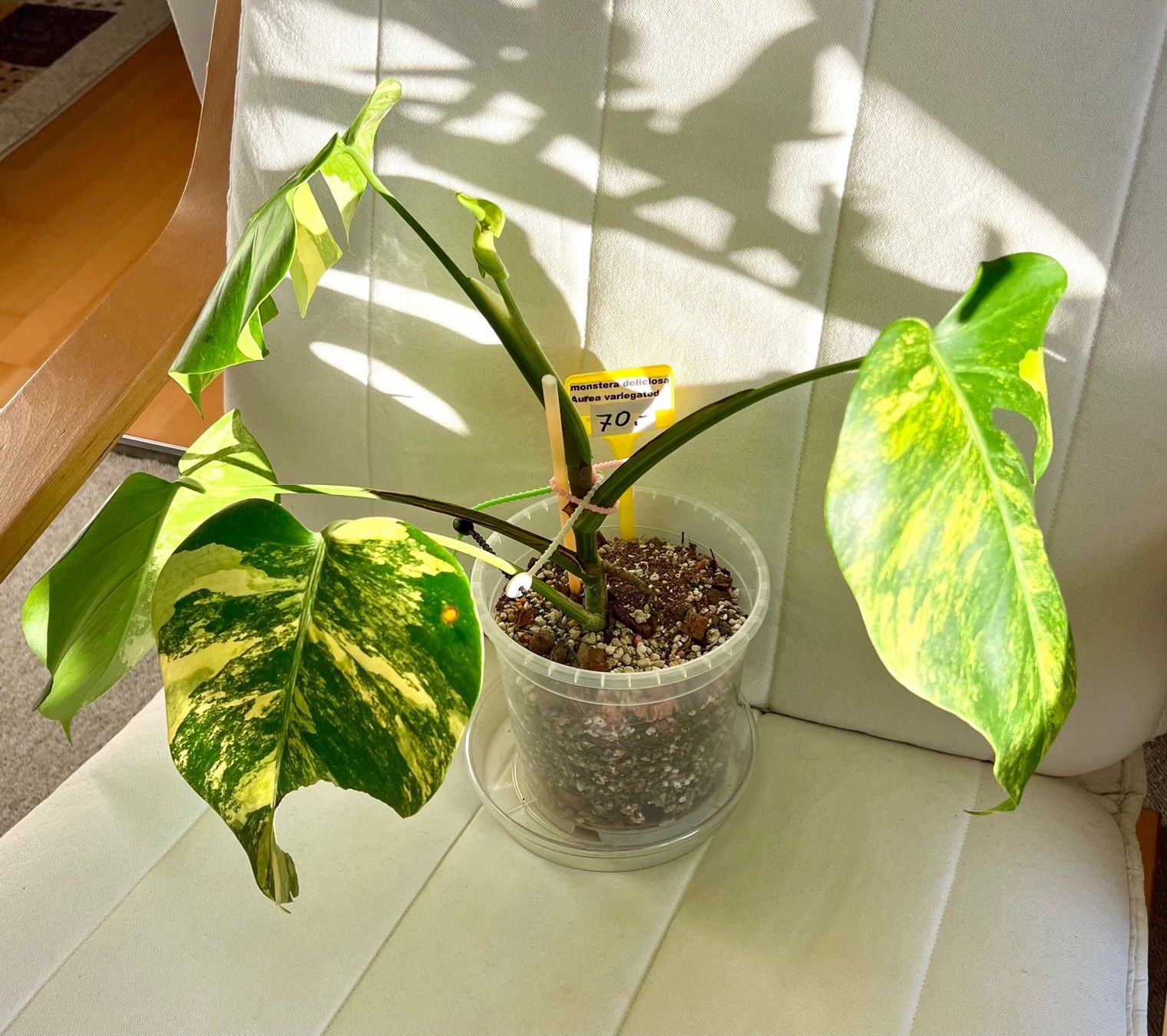Monstera deliciosa Aurea variegated (Gebraucht) in Zofingen fr CHF 65   nur Abholung auf Ricardo kaufen