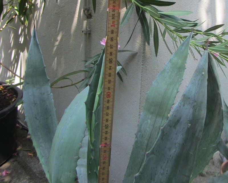 Piante & sementi: Agave 100 cm hoch – Usato da Kreuzlingen venduto da heinrich7h 3