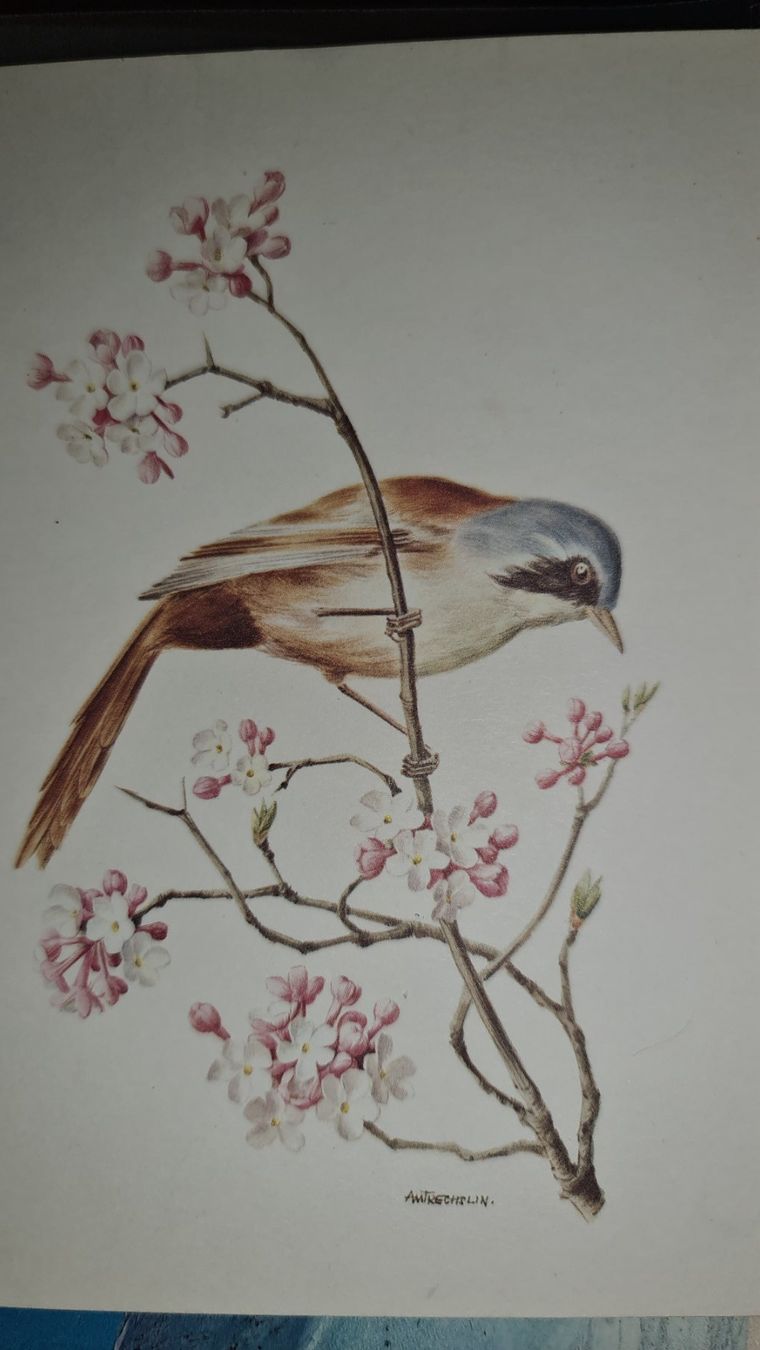 Cartoline postali: Ansichtskarte Vogel – Nuovo (secondo la descrizione) da Dintikon venduto da Vexi