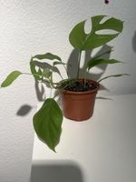 Junge Mini Monstera🌱😊Rhaphidophora tetrasperma