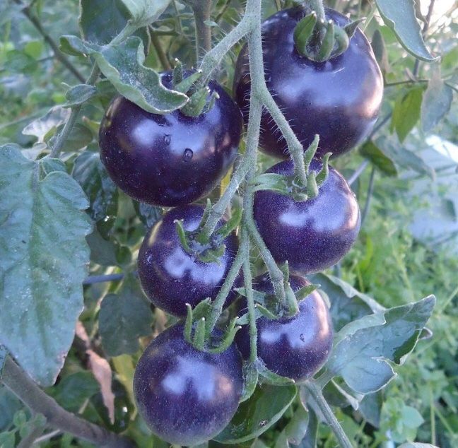 Pflanzen & Samen: 10 SAMEN Tomaten Précoce BIO BOSQUE BLUE – Neu und originalverpackt aus Rovio von POSITIFFARTandPLANTS 3