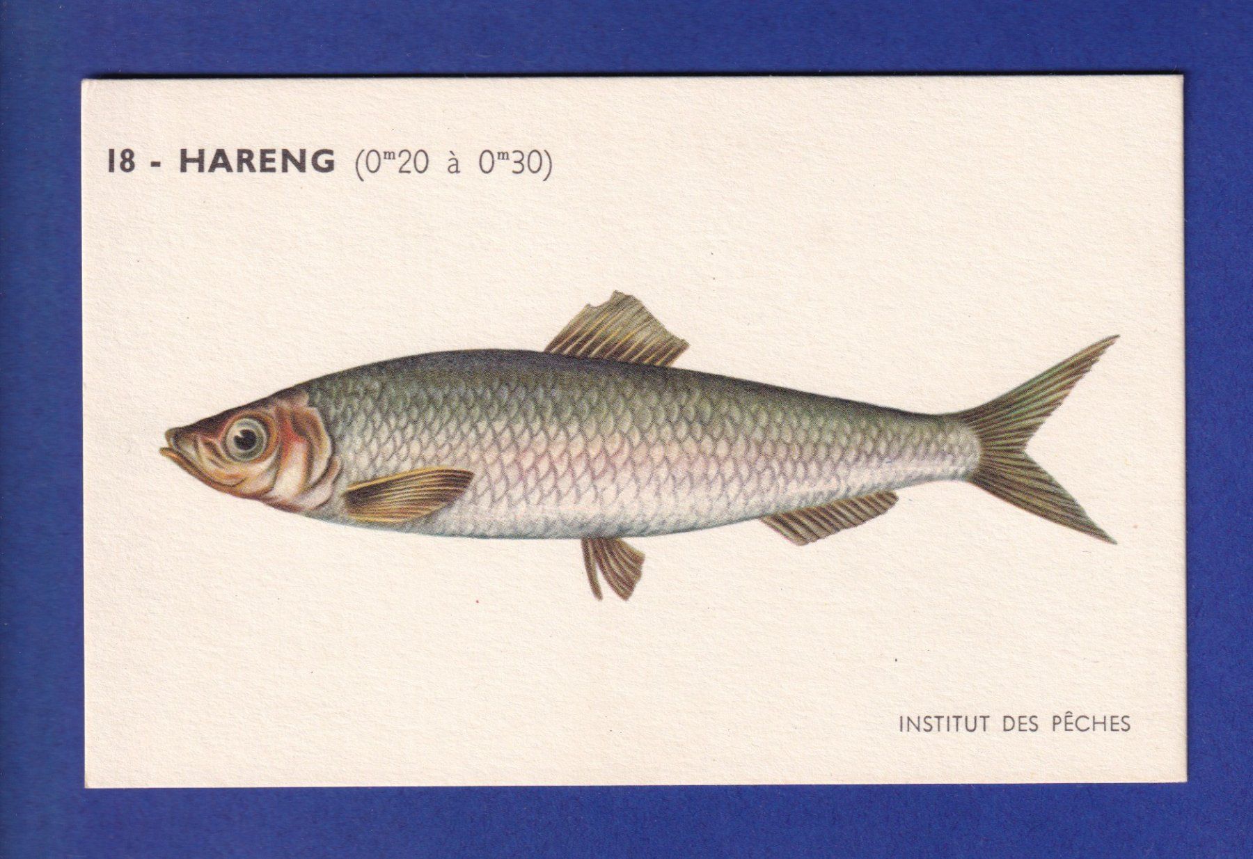 Ansichtskarten: Poisson - HARENG – Gebraucht aus Pully von nicecards-shop