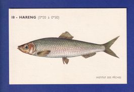 Poisson - HARENG