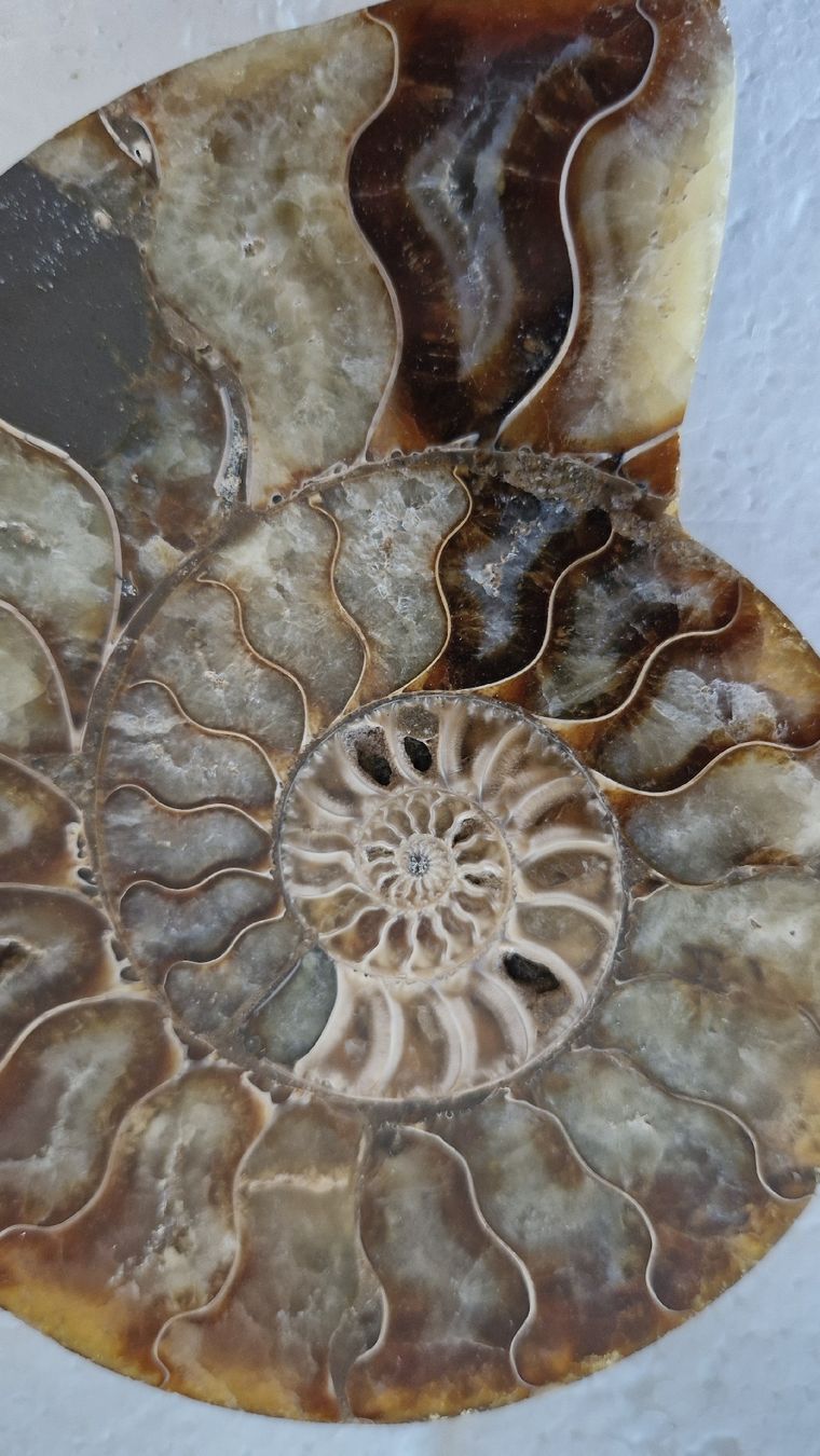 Fossilien: Schöner Ammonit, poliert – Gebraucht aus Zürich von Waitsforever 4