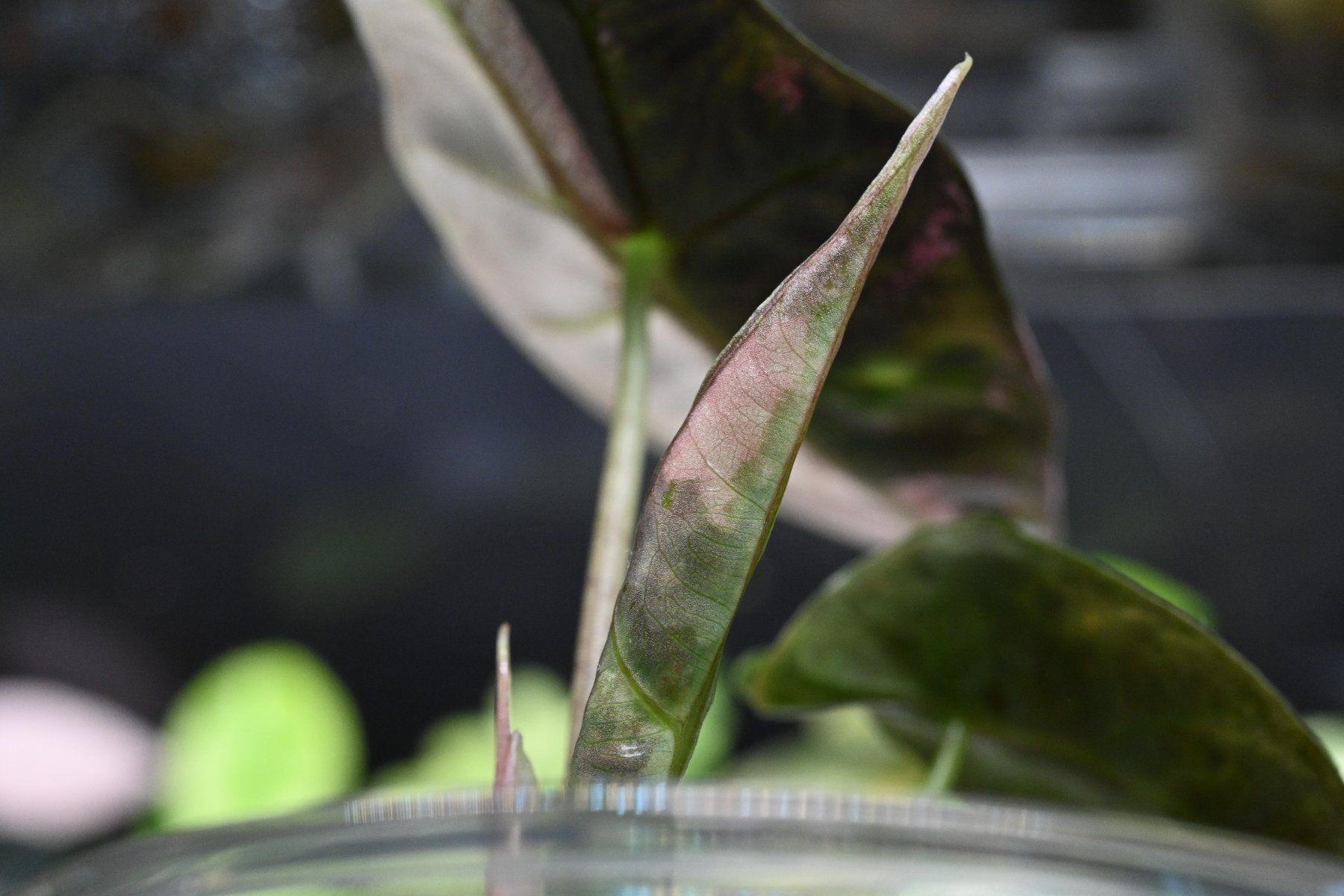 Piante & sementi: Alocasia Amazonica Pink – Usato da Crissier venduto da sleepingmouse 4