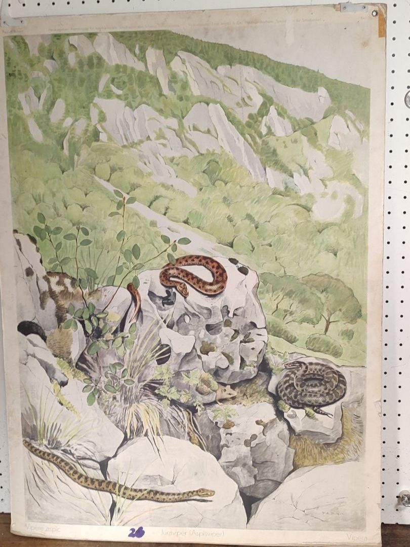 Foto & Immagini: Wunderschönes Schulwandbild Nr 3 Dopelseitig – Usato da Gelterkinden venduto da MYSTOREFORYOU4460ART 1