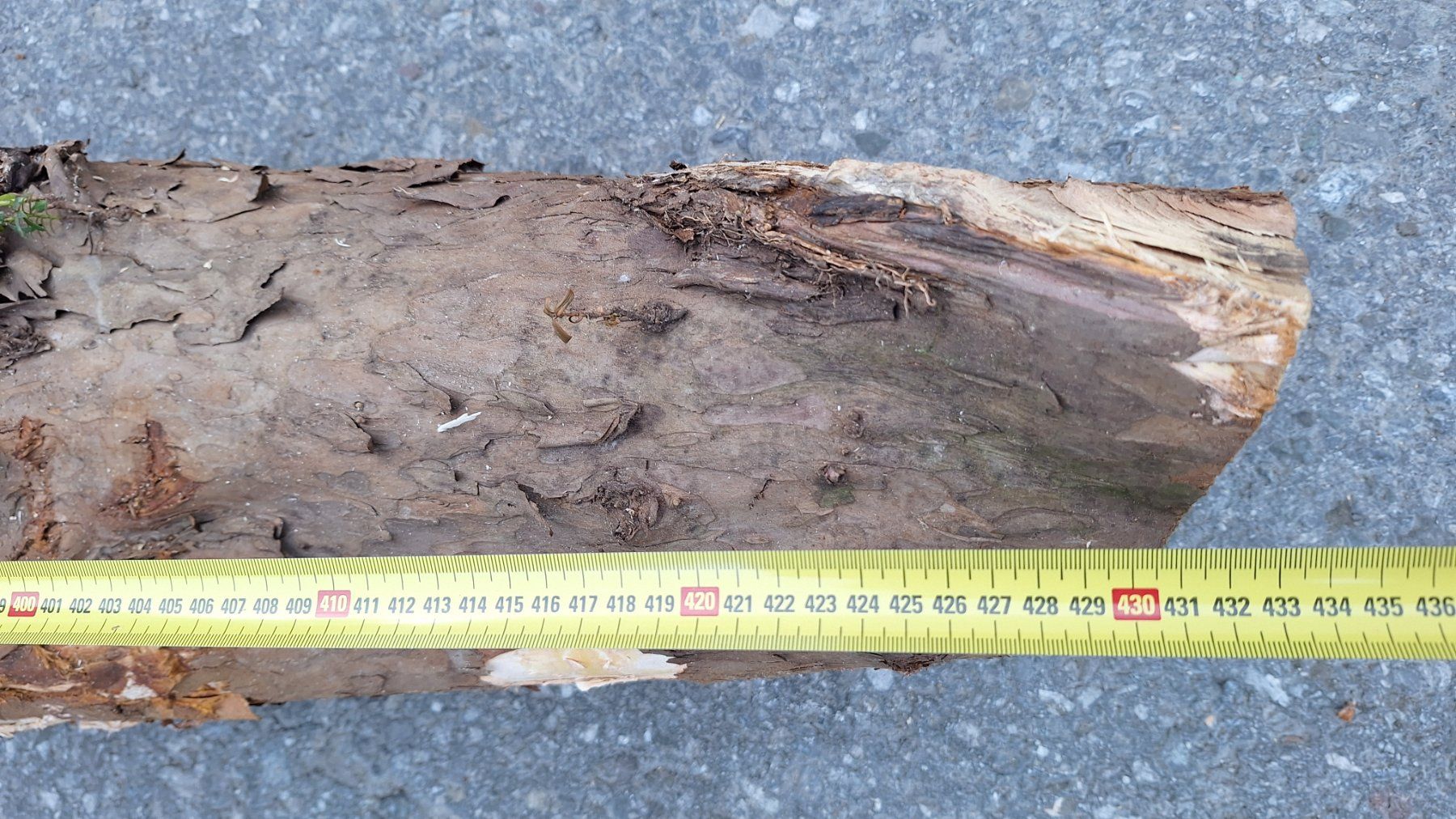 Articoli in legno: Eibe  Eibenholz Eibenstamm Holz drechseln Pfeilbogenholz – Nuovo (secondo la descrizione) da Bilten venduto da Claas10 8