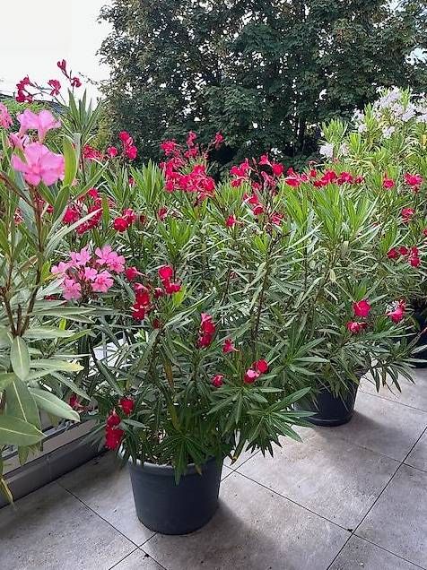 Plantes & graines: wunderschöne Oleander abzugeben – D'occasion à Thalwil par Manuelazh