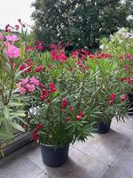wunderschöne Oleander abzugeben