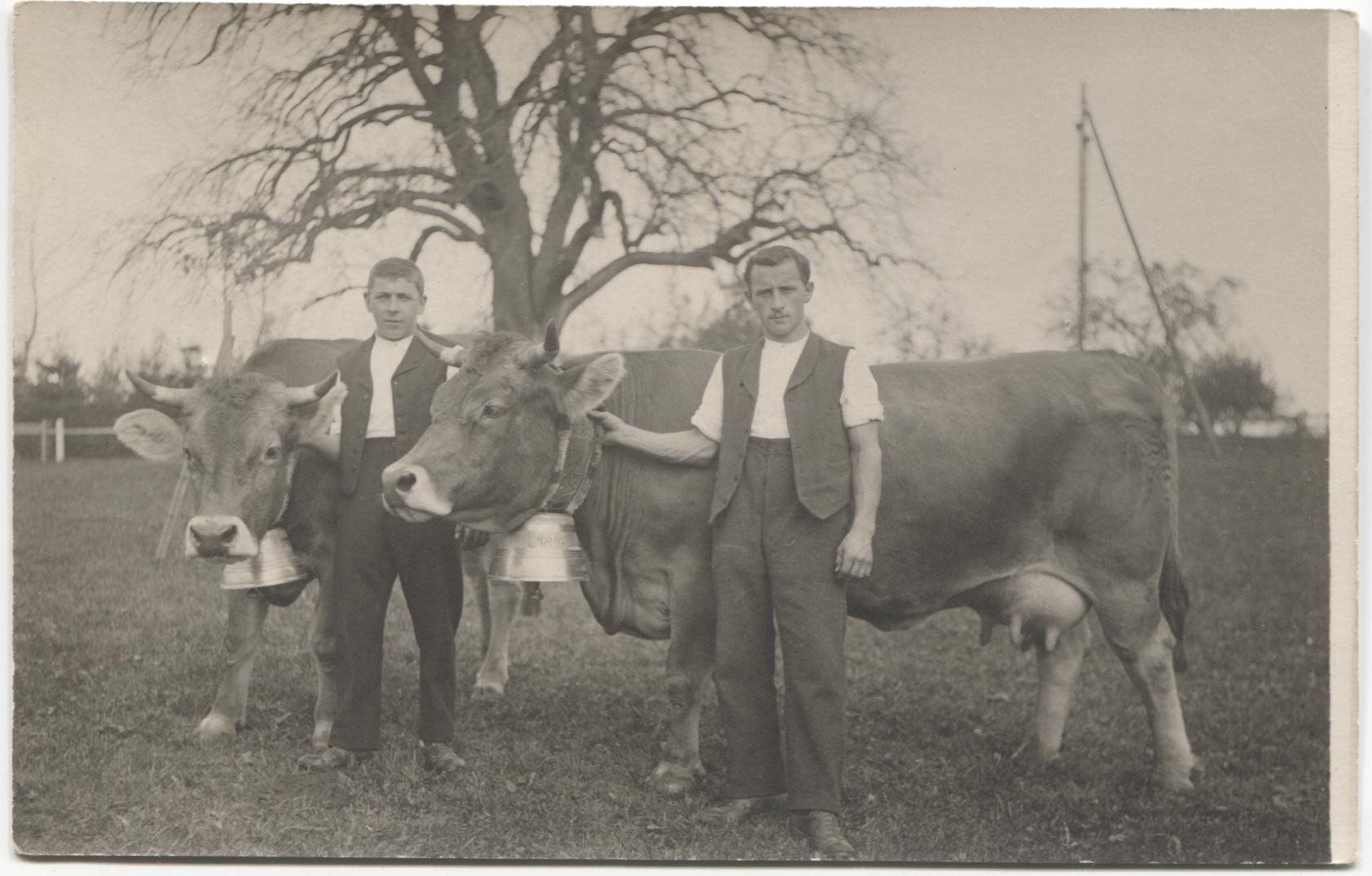 Cartoline postali: Landwirtschaft/Bauer 1920 mit Kuh - SG/TG? – Usato da Wil SG venduto da Clanx