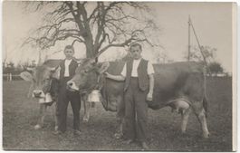 Landwirtschaft/Bauer 1920 mit Kuh - SG/TG?