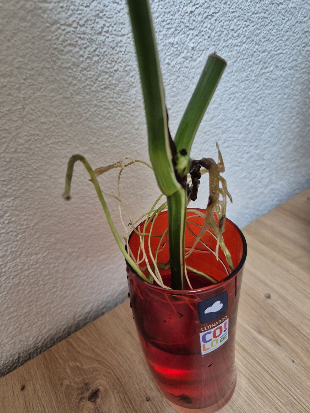 Monstera Deliciosa Borsigiana albo Variegata Steckling 3 (Neu (gemss  Beschreibung)) in Mols fr CHF 16  mit Lieferung auf Ricardo kaufen