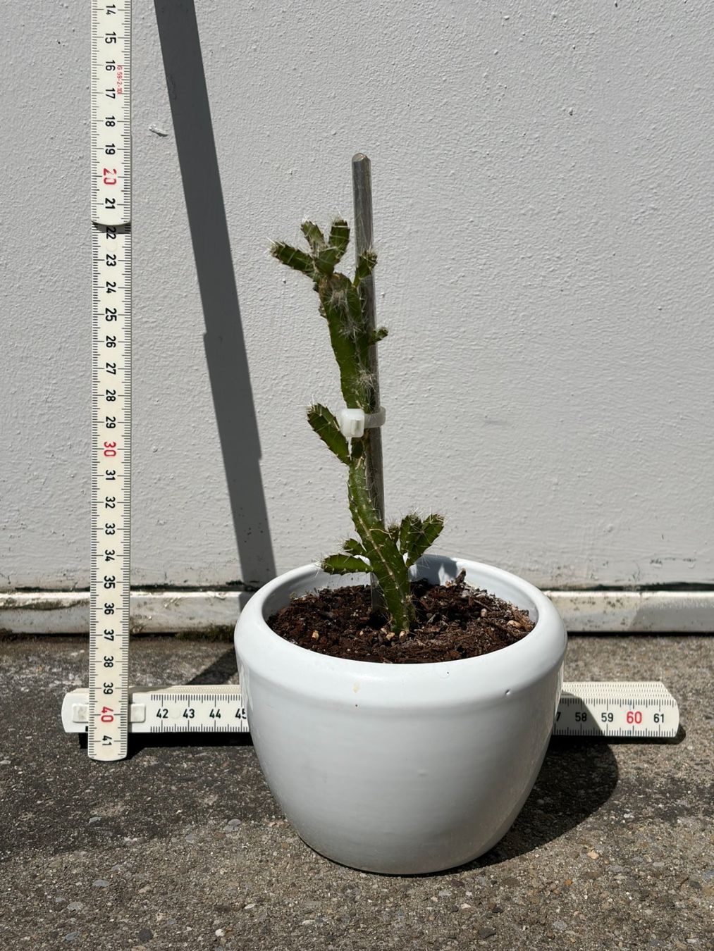 Pflanzen & Samen: Drachenfrucht-Pflanzen, (rotfleischige Drachenfrucht) – Gebraucht aus Boll von NRie