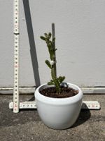 Drachenfrucht-Pflanzen, (rotfleischige Drachenfrucht)