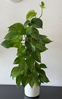 Efeutute panaschiert, 70cm, weisser Elho Topf