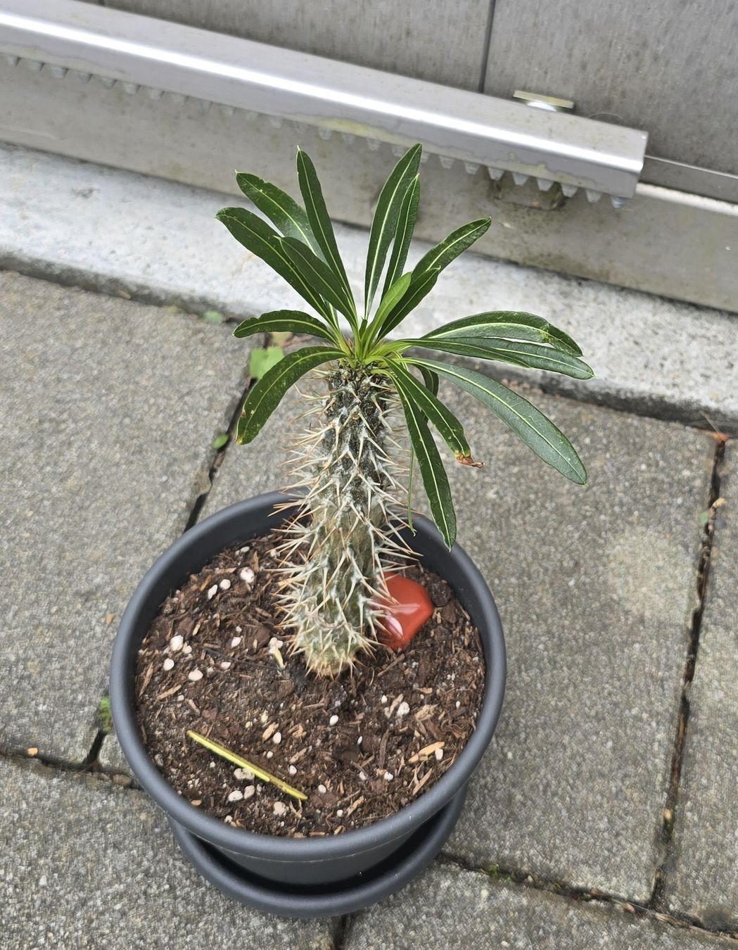 Piante & sementi:  Madagaskar Pachypodium lamerei – Usato da Aarburg venduto da Glitzerschein 3