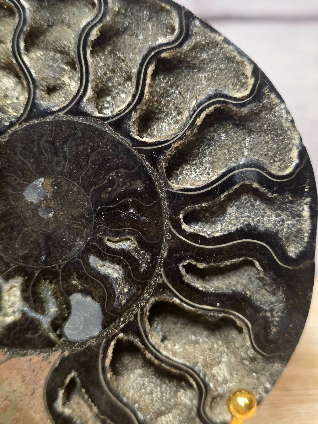 Fossili: Schwarzer Ammonit 430g – Nuovo e nell'imballaggio originale da Matzingen venduto da Shay_Crystalz 1