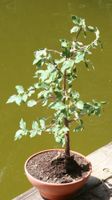 BONSAI  -  Pfaffenhütchen (Spindelstrauch)