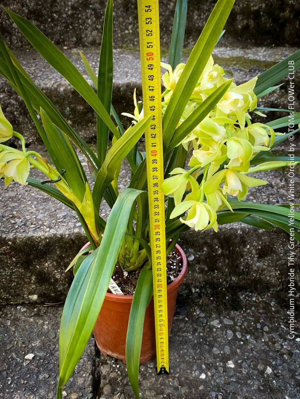 Piante & sementi: Cymbidium Hybride Tiny Green-Yellow-White Orchidee – Nuovo e nell'imballaggio originale da Adliswil venduto da astom369 6