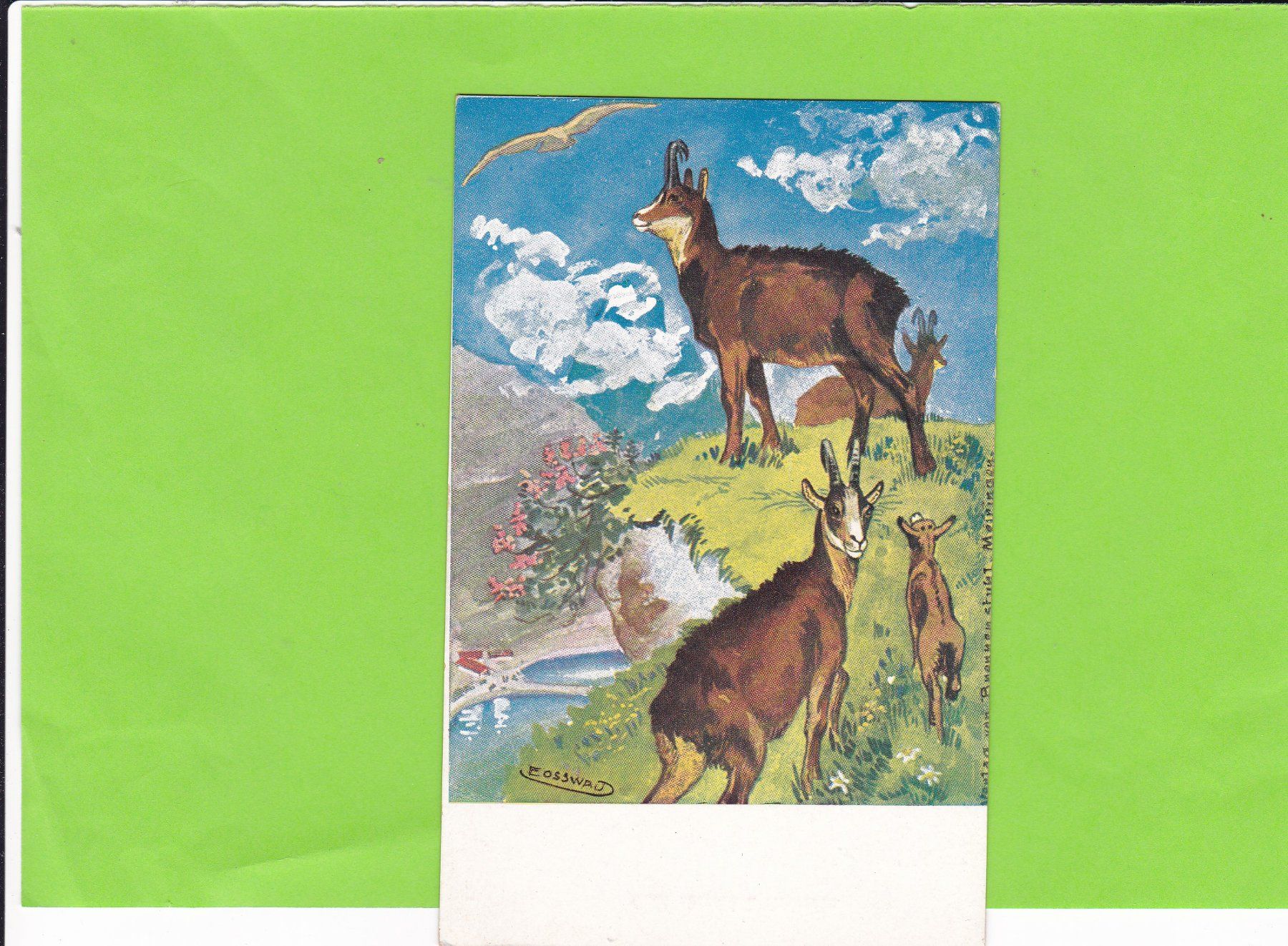 Cartes postales: Gemsen – D'occasion à St. Peterzell par neckertal