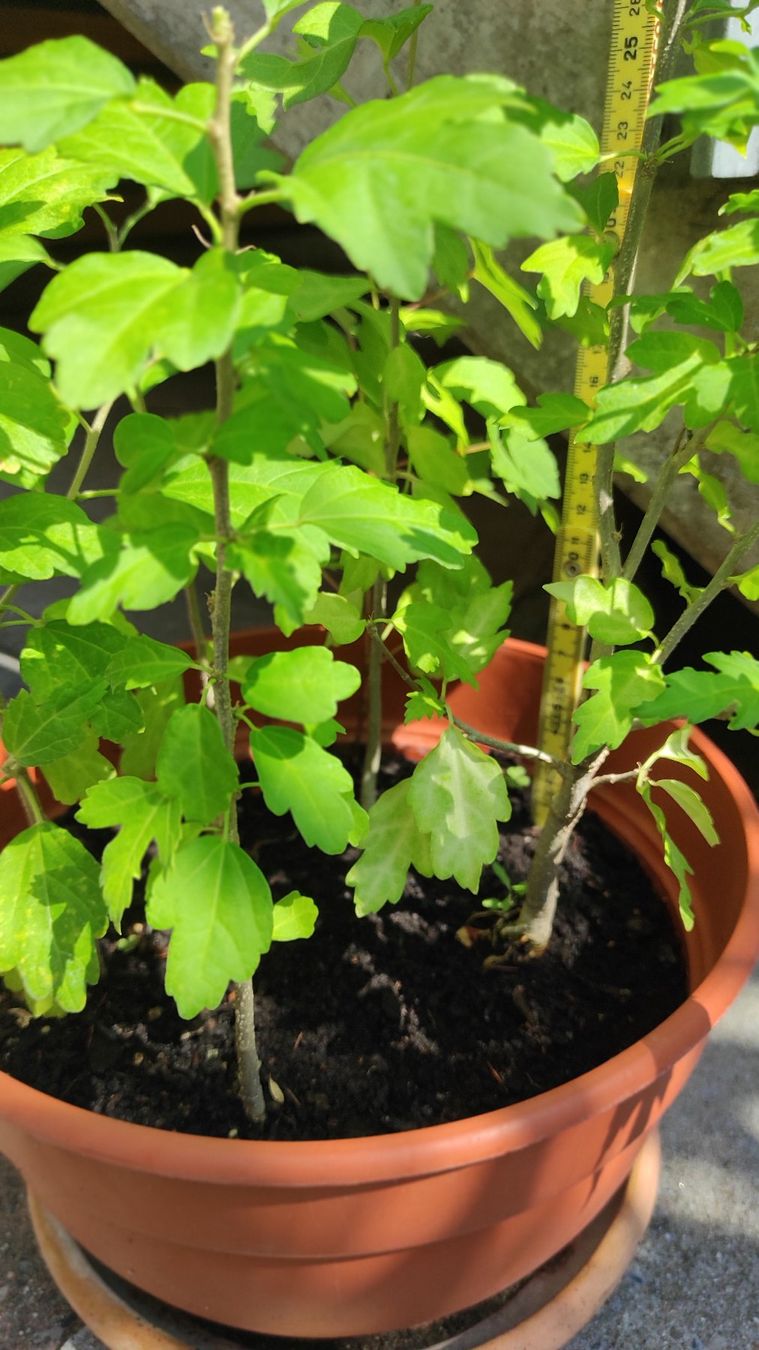 Piante & sementi: Hibiskus, 1-jährig – Usato da Baar venduto da Cooltango 1
